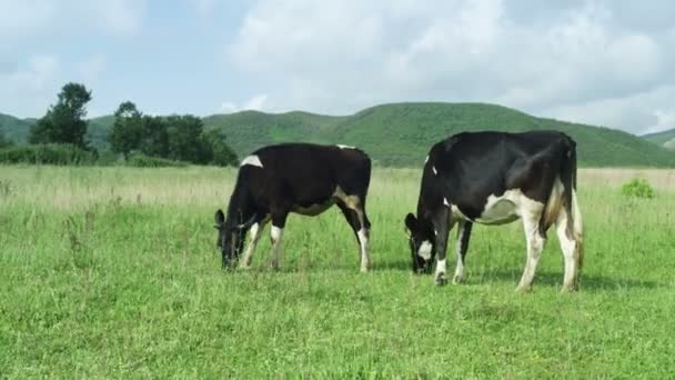 Vacas pastando en pastizales — Vídeos de Stock