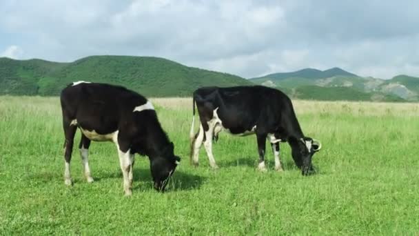 Vacas pastando en pastizales — Vídeos de Stock