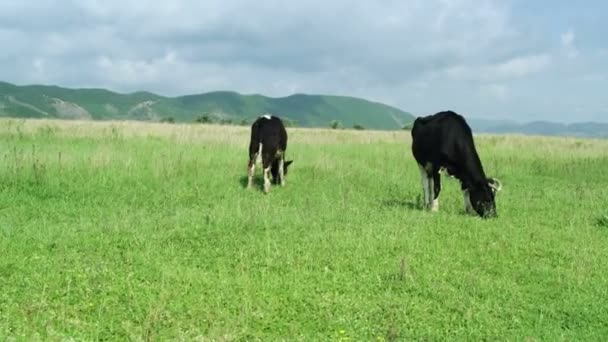 Amplo tiro de vacas pastando em pastagens — Vídeo de Stock