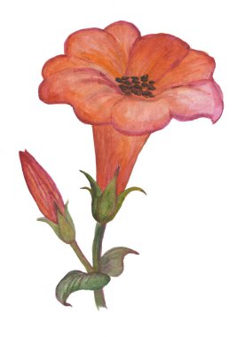 Çiçekli suluboya Petunya çizimi