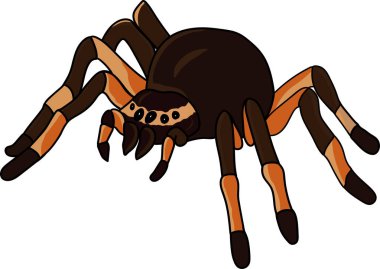 Tarantula örümceği. Elle çizilmiş örümcek çizimi. Vektör illüstrasyonu