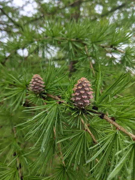 European Larch Larix Decidua Two Young Cones Larch Branch Bright — Stock Photo, Image