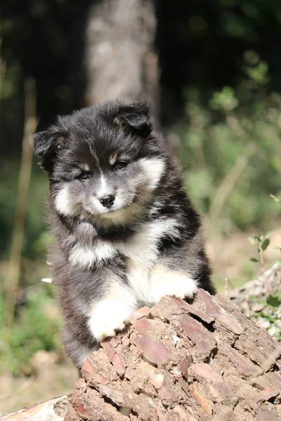 Portrait Chiot Finnois Laponie — Stockfoto