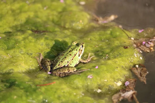 Petite Grenouille Verte Sur Eau — Foto de Stock