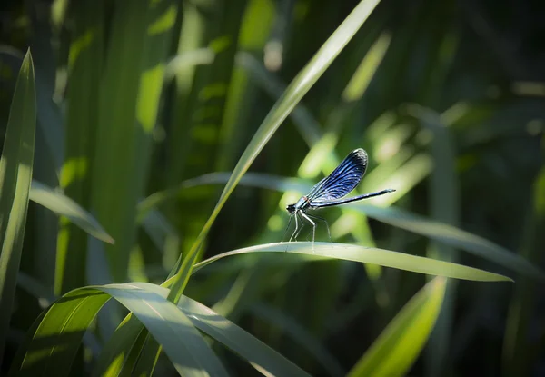 Libelle — Stockfoto