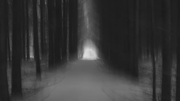 Misteriosa floresta de inverno . — Vídeo de Stock