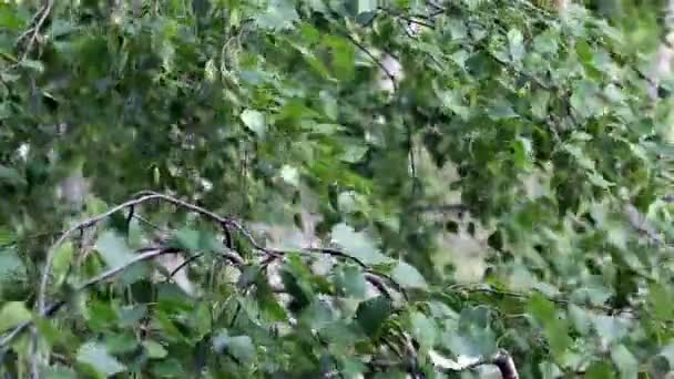 Listy stromu ve větru. — Stock video