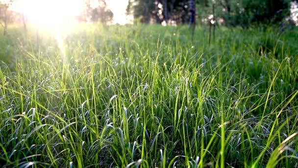 Gras bei Sonnenuntergang. — Stockvideo