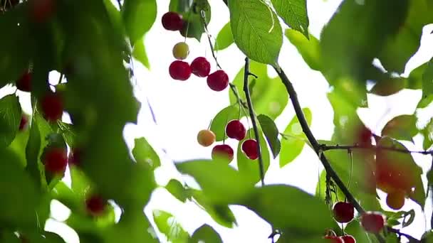 Cerisier plein de cerises rouges — Video