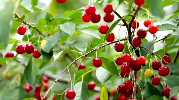 Cherry tree full of red cherries — стоковое видео