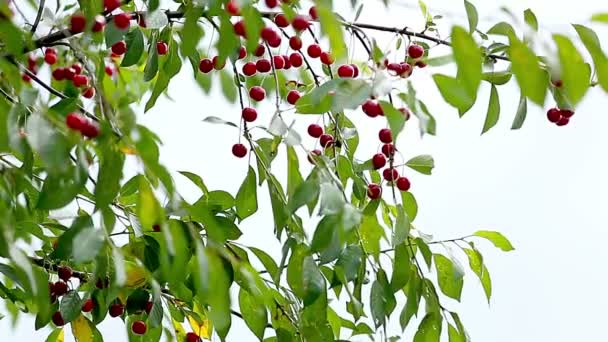 Cherries on a branch — Stock Video