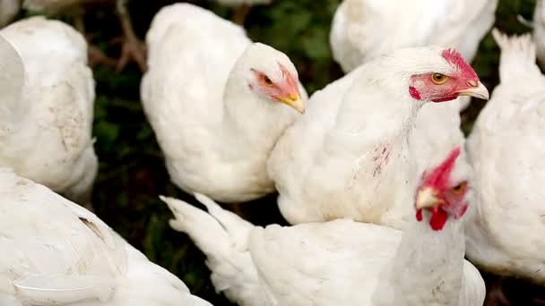 Giovane pollo bianco . — Video Stock