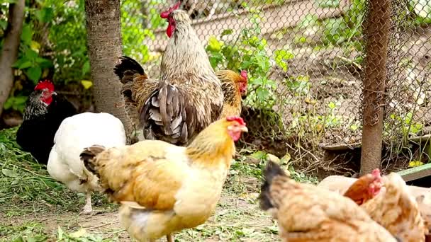 Pollos. — Vídeos de Stock