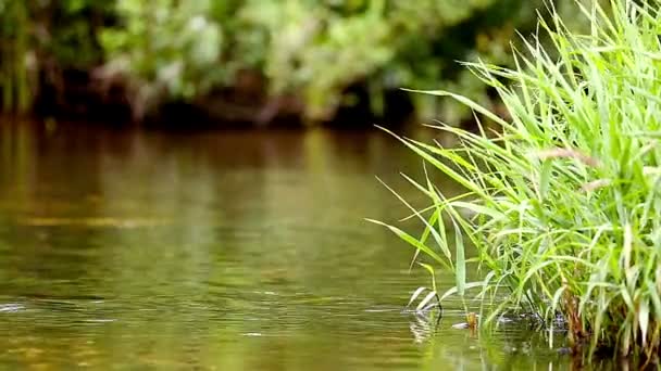 Flujos tranquilos del río — Vídeos de Stock