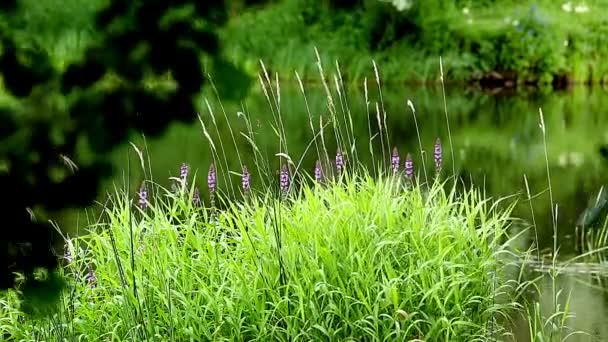 Речные растения . — стоковое видео