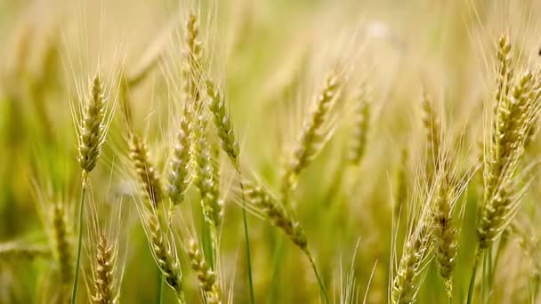 Campos de trigo dourado . — Vídeo de Stock