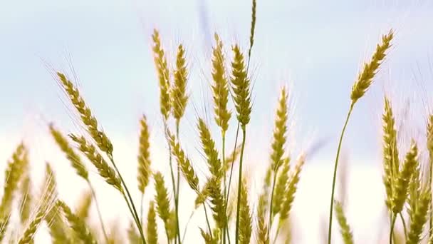 Campos de trigo dorado . — Vídeos de Stock