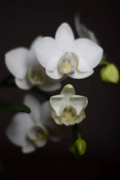 White Phalaenopsis Orchid Neutral Background — Stock Photo, Image