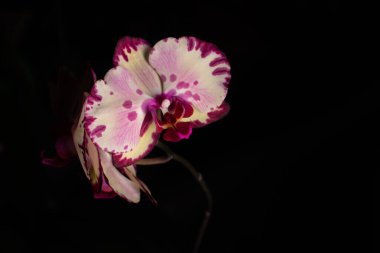 Tarafsız bir arkaplanda penaenopsis orkidesi