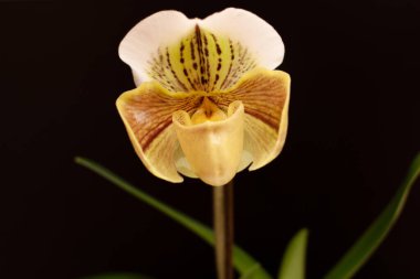 Tarafsız bir arkaplanda Paphiopedilum orkidesi