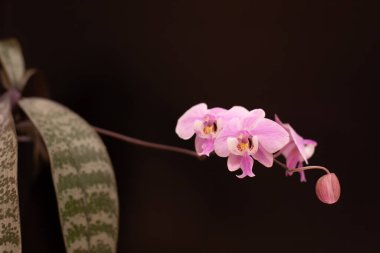 Tarafsız bir arkaplanda penaenopsis orkidesi