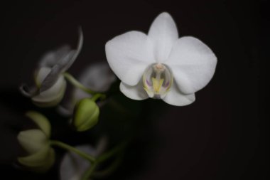 Tarafsız bir arkaplanda penaenopsis orkidesi