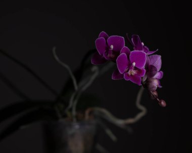 Tarafsız bir arkaplanda penaenopsis orkidesi