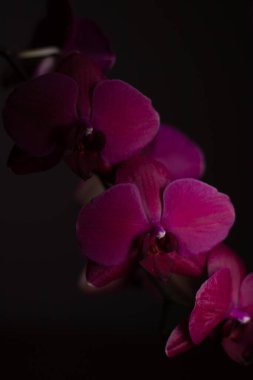 Tarafsız bir arkaplanda penaenopsis orkidesi