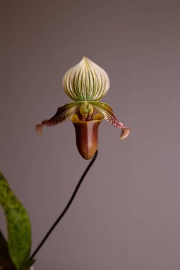 Tarafsız bir arkaplanda Paphiopedilum terlik orkidesi