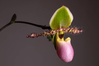 Tarafsız bir arkaplanda Paphiopedilum terlik orkidesi