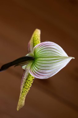 Tarafsız bir arkaplanda Paphiopedilum terlik orkidesi