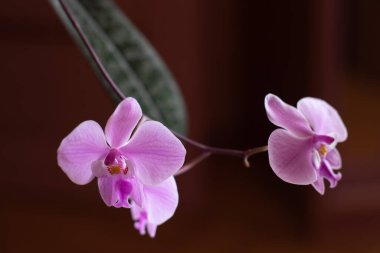Tarafsız bir arkaplanda pembe falaenopsis büyük dudak orkidesi.