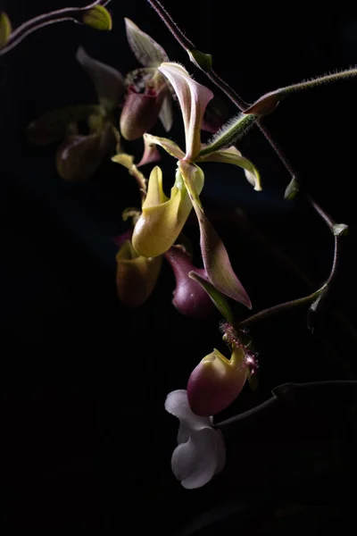 Paphiopedilum Orchid Neutral Background — Stock Photo, Image