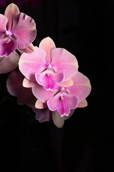 Tarafsız bir arkaplanda penaenopsis orkidesi