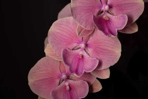 Tarafsız bir arkaplanda penaenopsis orkidesi