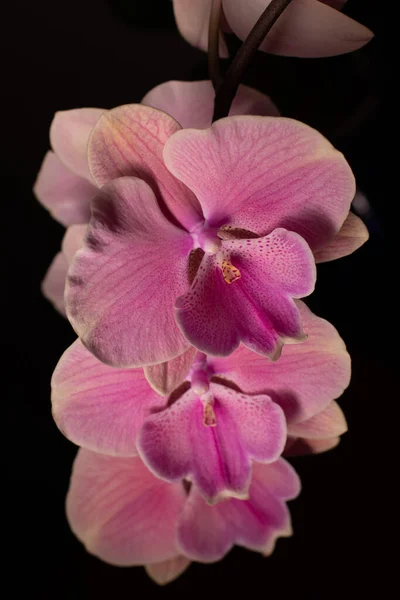 Орхідея Phalaenopsis Нейтральному Фоні — стокове фото