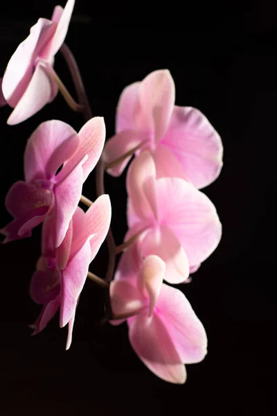 Tarafsız bir arkaplanda penaenopsis orkidesi