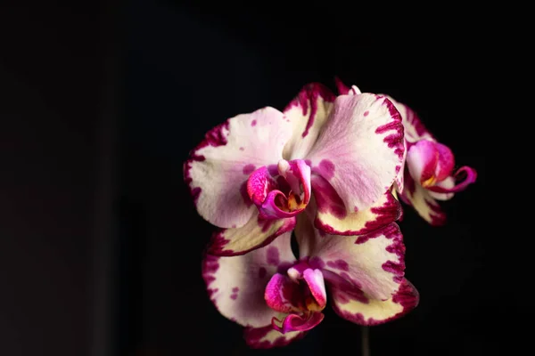 Phalaenopsis Orchid Neutral Background — Stock Photo, Image