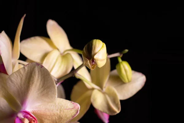 Орхідея Phalaenopsis Нейтральному Фоні — стокове фото