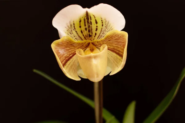 Tarafsız bir arkaplanda Paphiopedilum orkidesi
