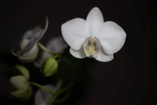 Tarafsız bir arkaplanda penaenopsis orkidesi