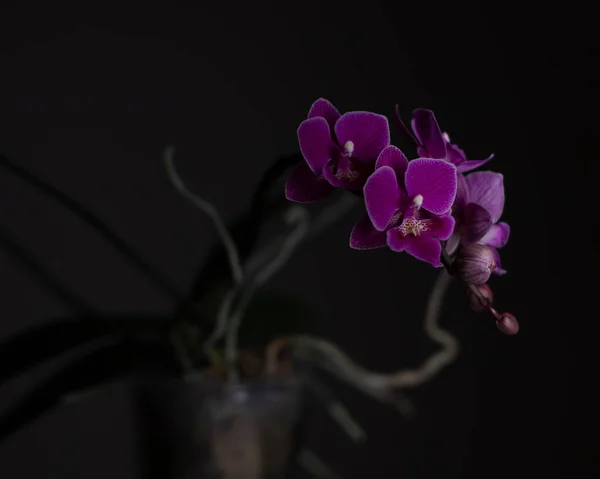 Орхидея Фаленопсиса Нейтральном Фоне — стоковое фото