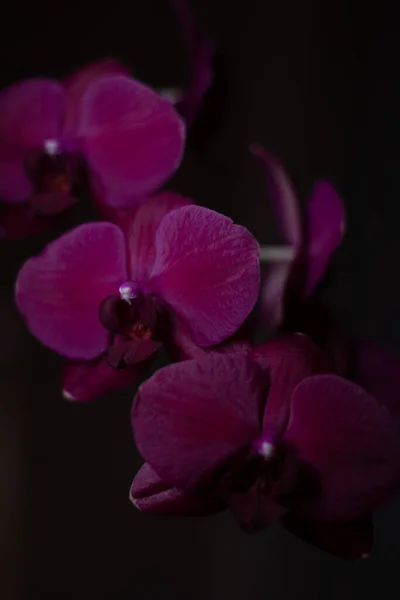 Tarafsız bir arkaplanda penaenopsis orkidesi