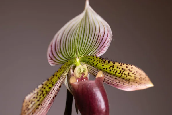 Paphiopedilum Slipper Orchid Neutral Background — Stock Photo, Image