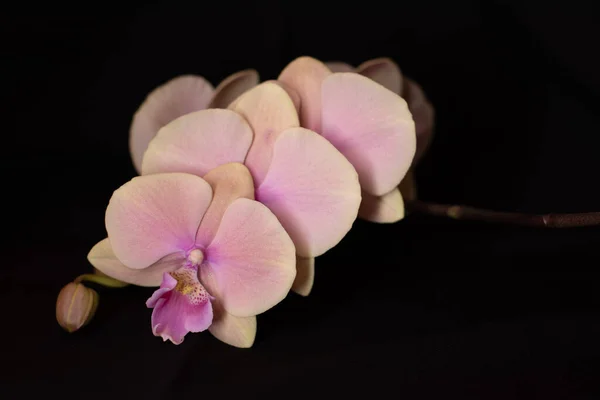 Phalaenopsis Rose Grande Orchidée Lèvre Sur Fond Neutre — Photo