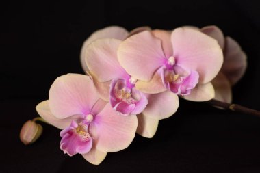 Tarafsız bir arkaplanda pembe falaenopsis büyük dudak orkidesi.