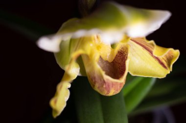 Tarafsız bir arkaplanda Paphiopedilum terlik orkidesi