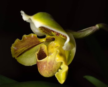 Tarafsız bir arkaplanda Paphiopedilum terlik orkidesi