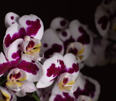 Tarafsız bir arkaplanda büyük dudak orkidesi tespit edildi.