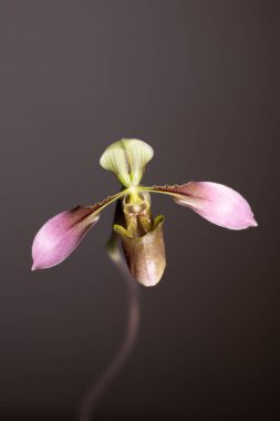 Tarafsız bir arkaplanda Paphiopedilum terlik orkidesi